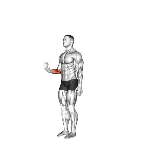 Wrist Flexion: Ultimate Exercise Guide & Tips [Video] - Boost Strength & Flexibility