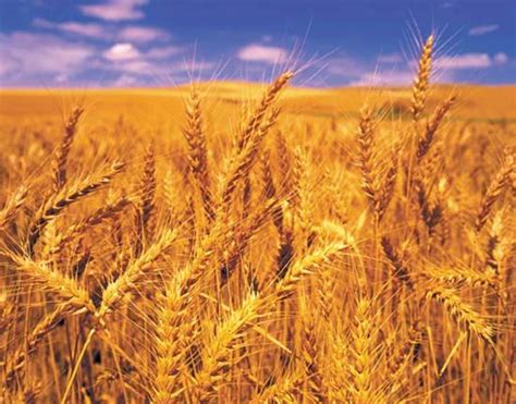 Monoculture | Definition, Farming, Advantages, Disadvantages, Examples ...