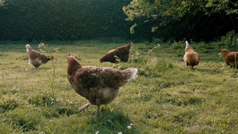 Chicken Eggs Stock Video Footage - 4K and HD Video Clips | Shutterstock