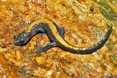 Coeur d'Alene Salamander - Plethodon idahoensis