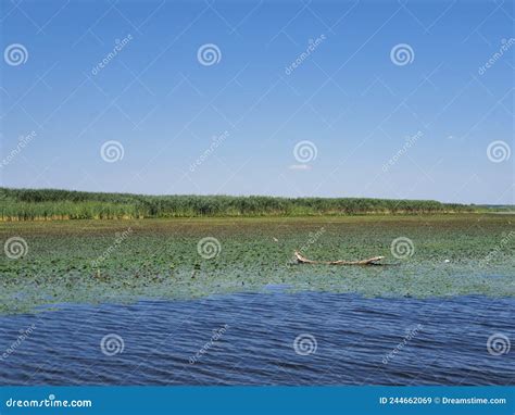 Donau Delta in Romania stock image. Image of wilderness - 244662069