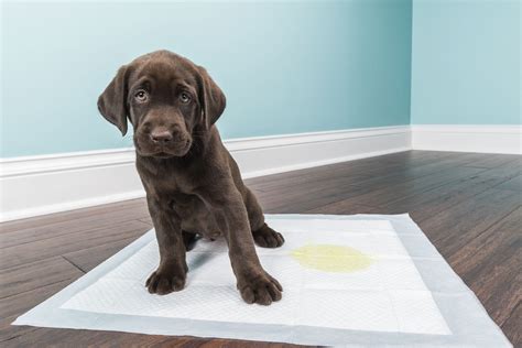 How To Train Dog: how to train a puppy to go pee on a pad