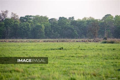 Shuklaphanta National Park, Kanchanpur