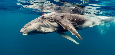 What Were Two Humpback Whales Doing with a Dead Gray Whale Calf ...