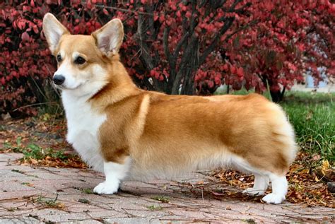 Pembroke Welsh Corgi Dogs - Profile | Facts | Care| Grooming - DogDwell