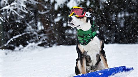 Funny dog with ski goggles and scarf - Cool dog