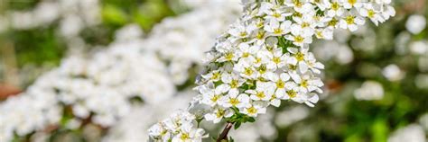 13 Bold White-Flowering Shrubs & Bushes | Horticulture.co.uk