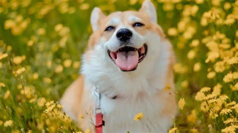 Corgi Dog Breeds: A Comprehensive Guide.