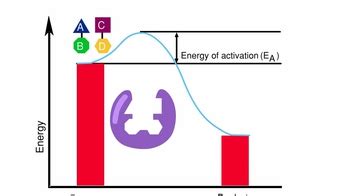 Animation: Enzymes: Steps in a Reaction | Pearson+ Channels