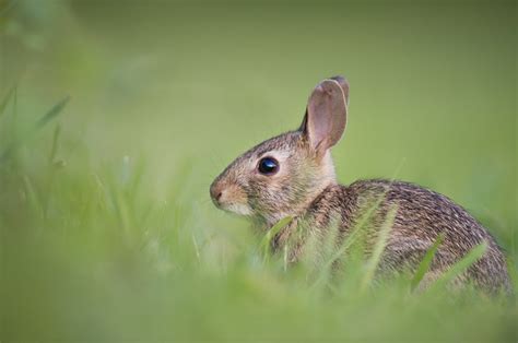 Breeding Your Lionhead Rabbit - Runny Bunny - hutches, runs and ...