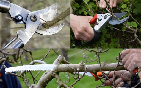 A Basic Guide to Pruning your Apple Trees – Fruition