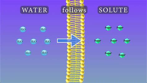 Osmosis Animation and Experiments - YouTube