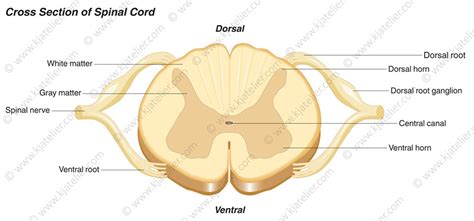 Dorsal And Ventral Roots Spinal Cord | Hot Sex Picture