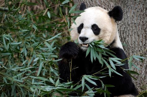 Baby panda at National Zoo | New York Post