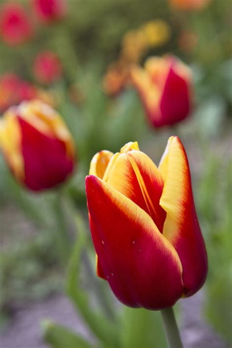 How to grow tulips | Bulbous plants, Growing tulips, Tulips