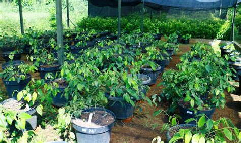 Planting pepper in a pot stock photo. Image of growth - 182671116