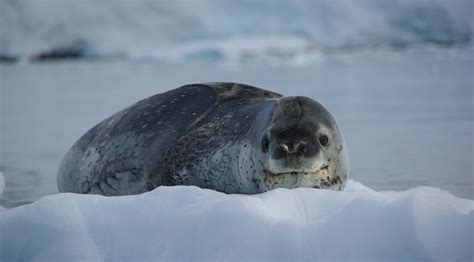 Are Seals Endangered In Antarctica? | Aurora Expeditions