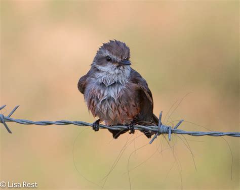 Vermilion Flycatcher Archives | Goldbird VariationsGoldbird Variations