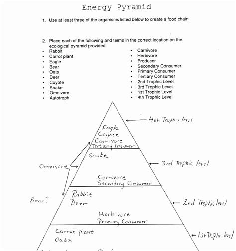 50 Ecological Pyramids Worksheet Answer Key