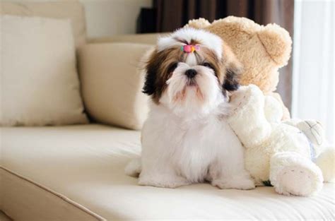 25 Best Dog Breeds for Small Apartments (And Urban City Living)