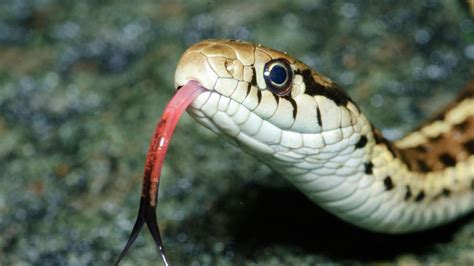 Why aren't babies scared of snakes? - LIVEINTEL