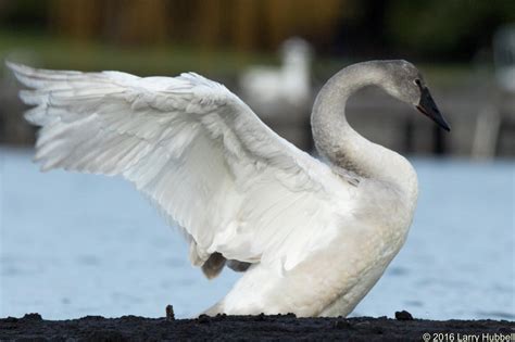 Union Bay Watch : The World's Largest Swans