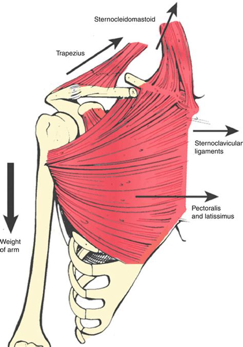 Clavicle Muscle Attachments