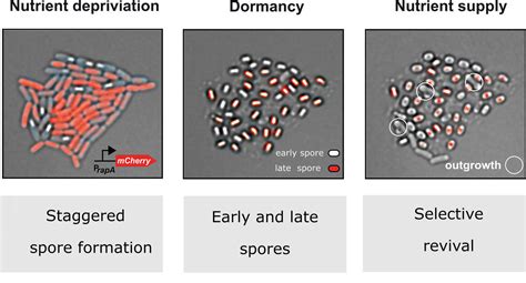 Time-lapse microscopy reveals different life cycle strategies in Bacillus subtilis