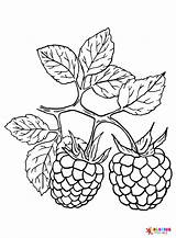 Berries Coloring Pages Printable For Free Download sketch template
