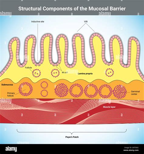 Peyers Patches Anatomy