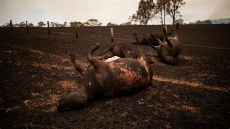 Australian bushfires: Army to help bury thousands of perished animals | 7NEWS.com.au