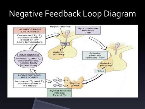 [DIAGRAM] Phrase Feedback Loop Diagram - MYDIAGRAM.ONLINE