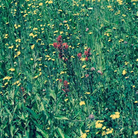 Rocky Mountains Flowers 1 by JosephoenixPhotograp on DeviantArt