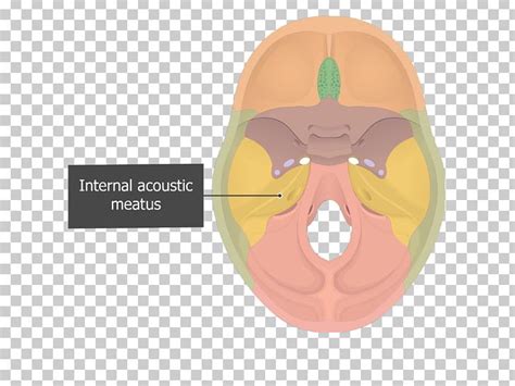 Internal Auditory Meatus Petrous Part Of The Temporal Bone Squamous Part Of Temporal Bone Ear ...