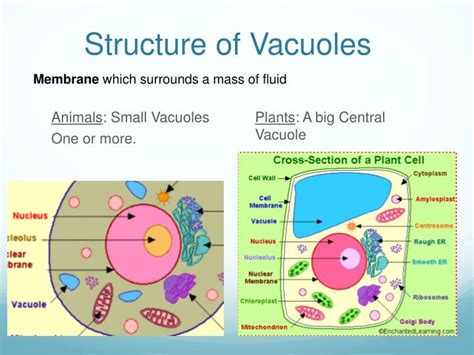 Vacuole Structure