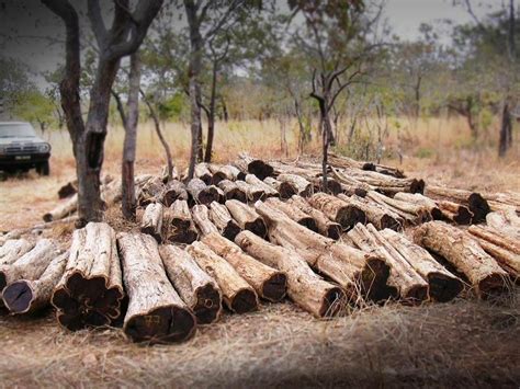 Most Expensive wood in the world | African Blackwood african blackwood ...