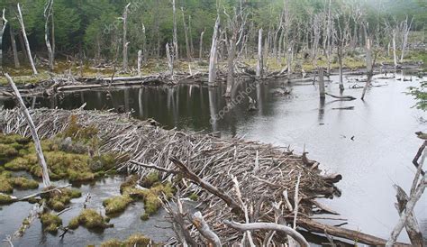 Beaver dam — Stock Photo © Procy #14465565