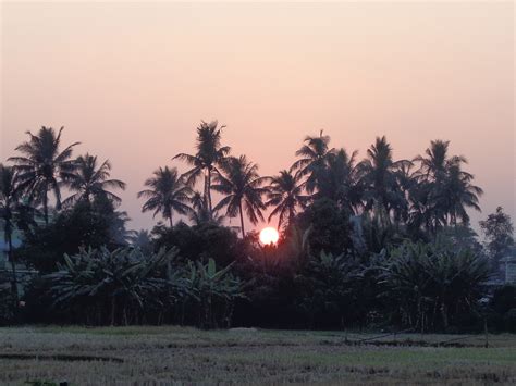 Sunset Coconut Tree And - Free photo on Pixabay - Pixabay