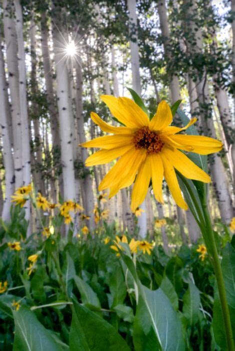 2022 Fourth Place | Crested Butte Wildflower Festival