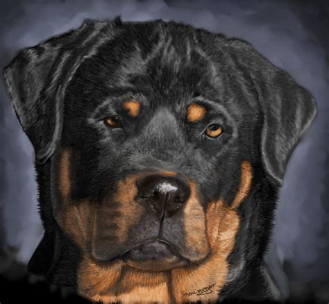 Rottweiler Drawing by Myke Irving