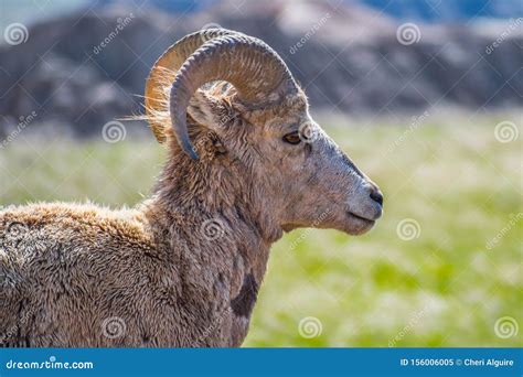 A Female Bighorn Sheep in the Field of Badlands National Park, South Dakota Stock Image - Image ...