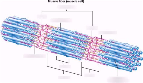 Myofibril Diagram | Quizlet