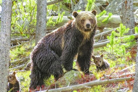 20 Amazing Wildlife Photos in Yellowstone National Park | Wildlife photos, Yellowstone, Wildlife