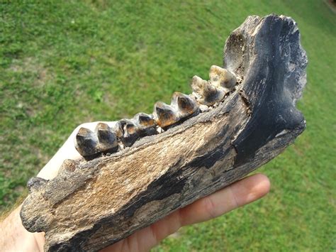 Awesome Tapir Mandible with Four Colorful Teeth | Recently Sold ...