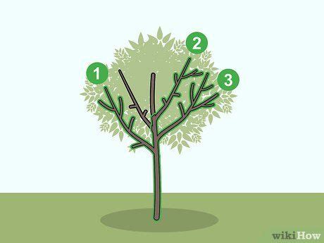 How to Prune Apricot Trees (with Pictures) - wikiHow | Apricot tree, Prune, Tree pruning