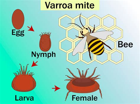 What Is A Varroa Mite? | 15 Facts On This Honey Bee Parasite