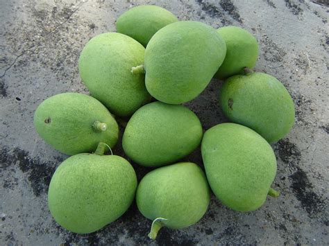 Free green unripe mango Stock Photo - FreeImages.com