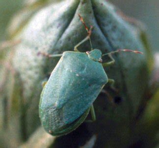 Green Stink Bugs | Oklahoma State University