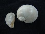 Naticarius plicatella with operculum fossil snail shell af1 : Southern Arrow, Fossil Shells From ...