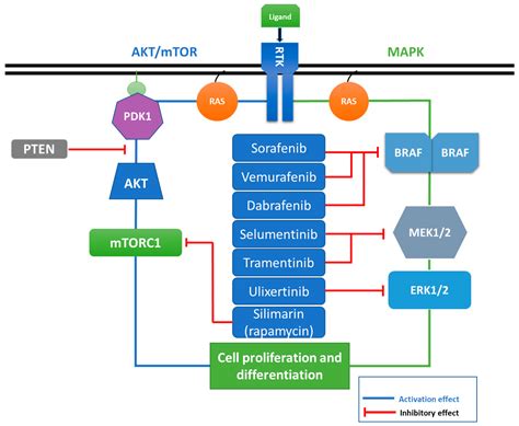 Cancers | Free Full-Text | A Comprehensive Review on MAPK: A Promising Therapeutic Target in Cancer